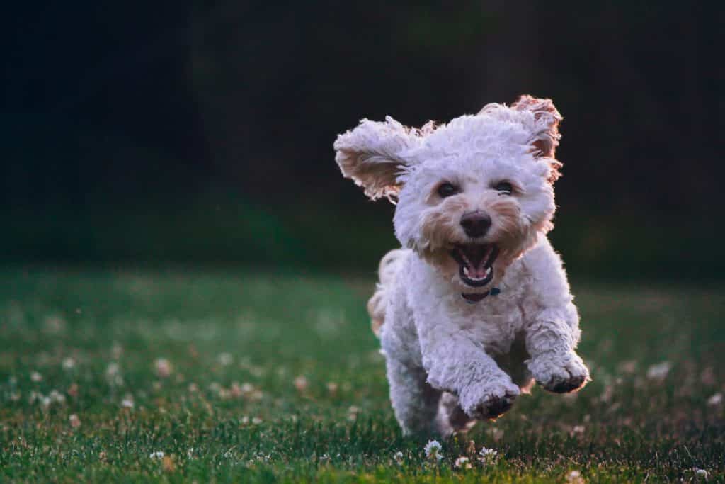 Cysten bij honden