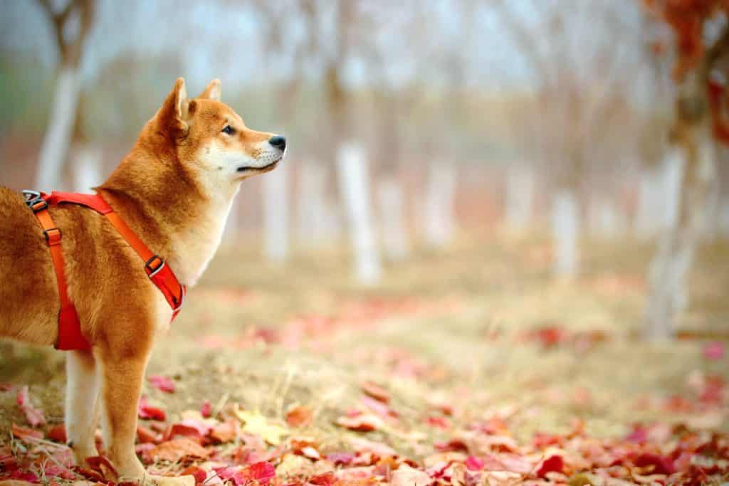 Depressie bij honden