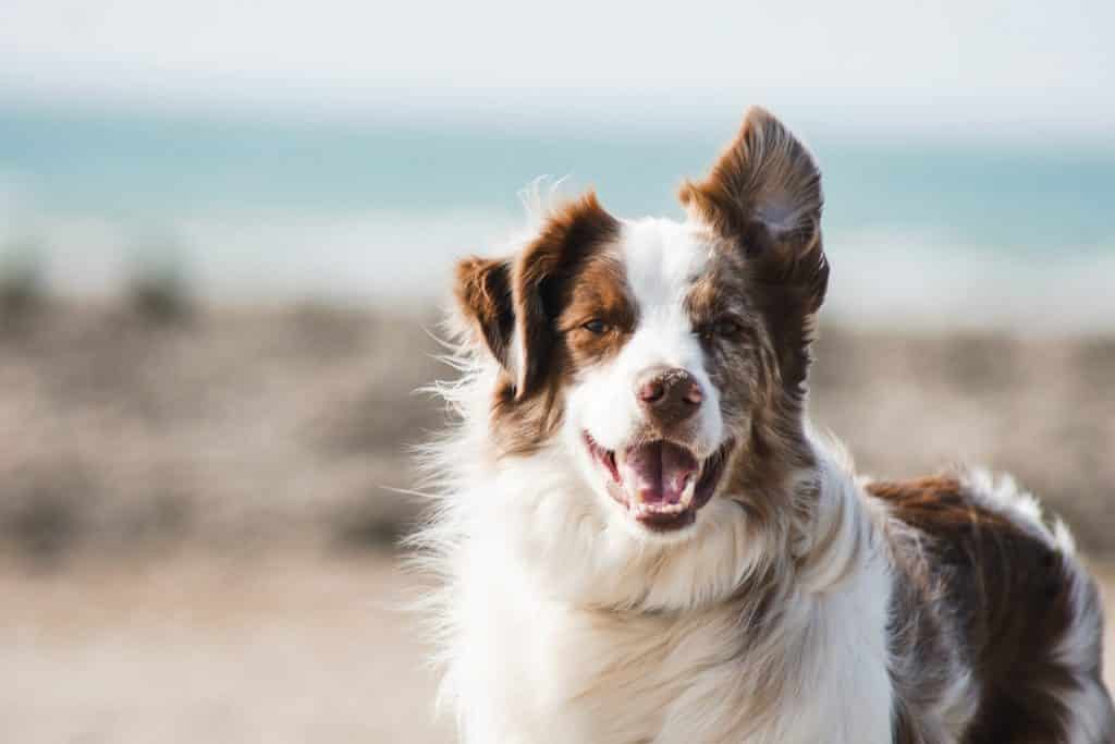 Diabetes bij honden