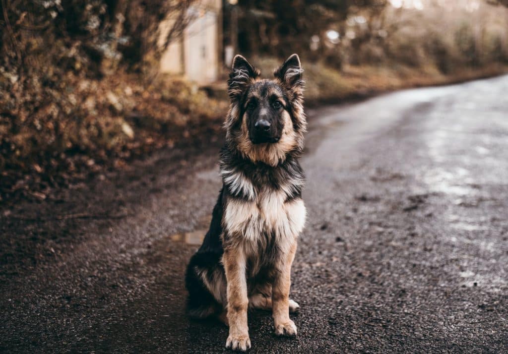 Diarree bij honden