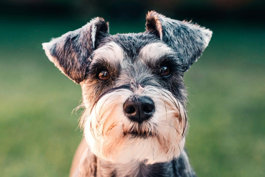 Honden en huidkanker