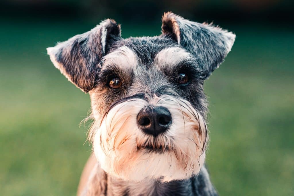 Honden en huidkanker