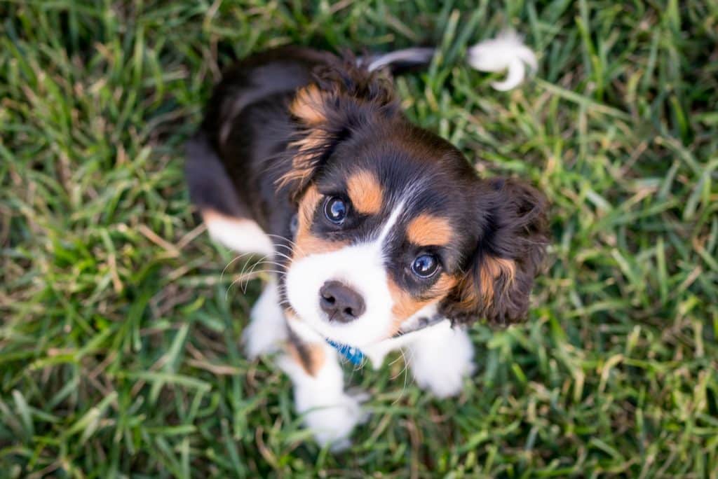 Honden vaccinatie schema