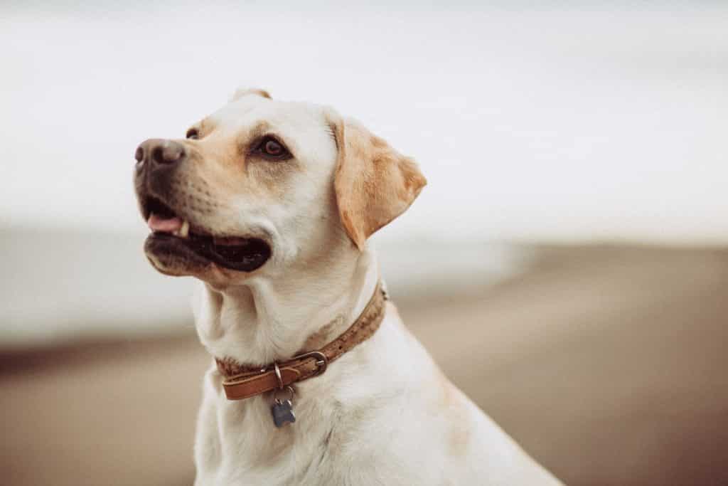 Insectenbeten bij honden