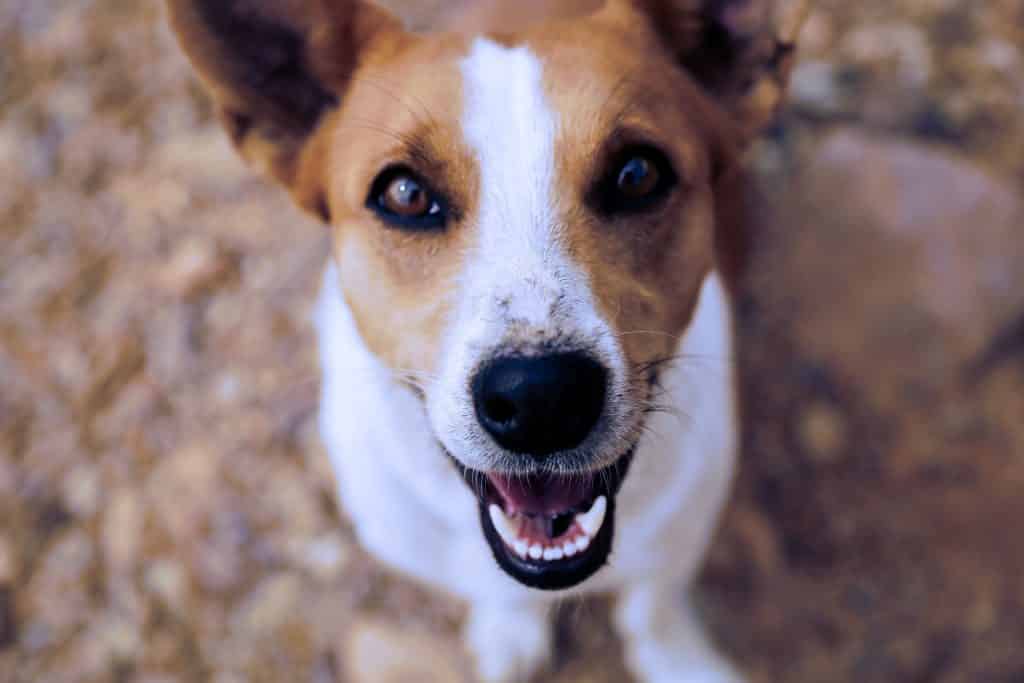 Kennelhoest bij honden