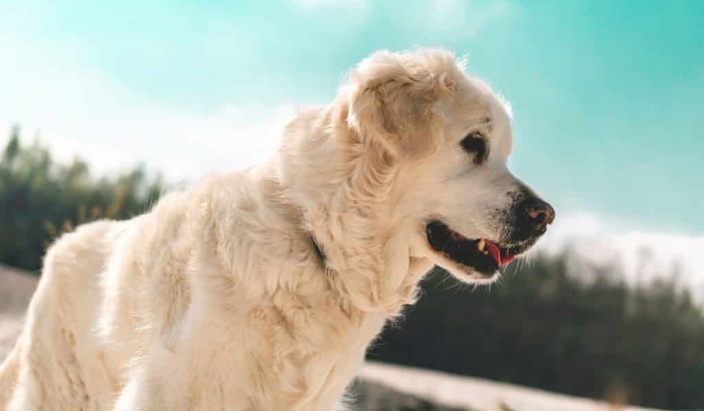 Pijn bij het plassen bij honden