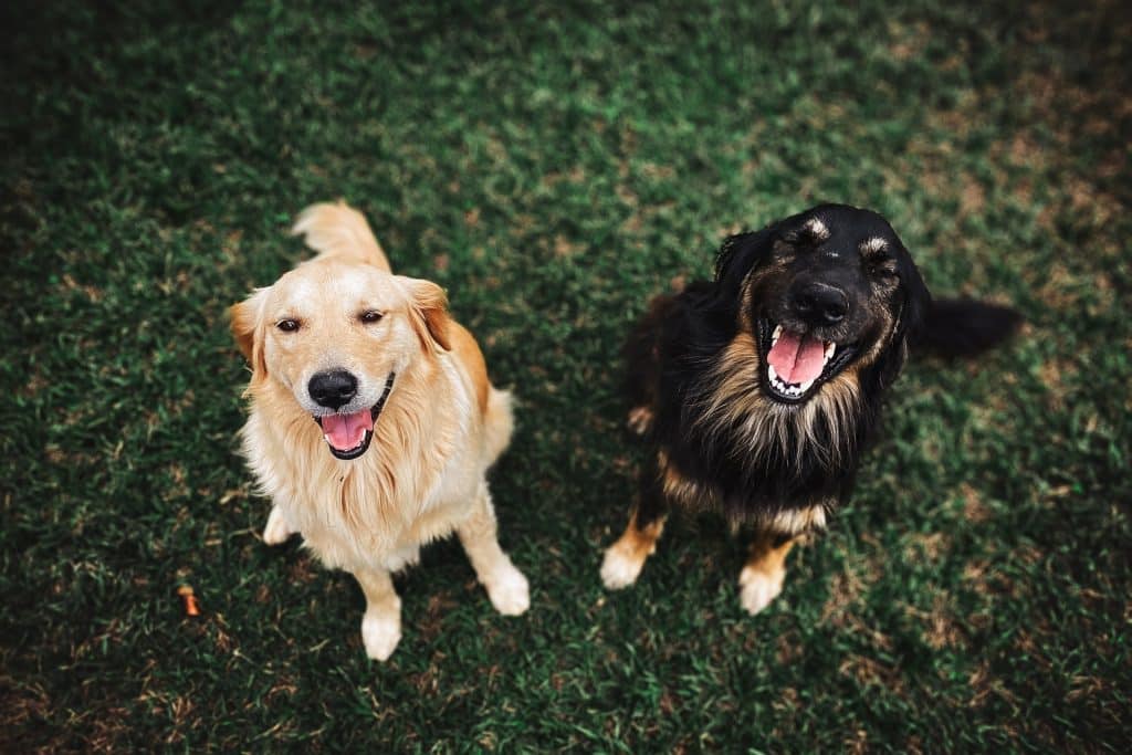 Rondwormen bij honden