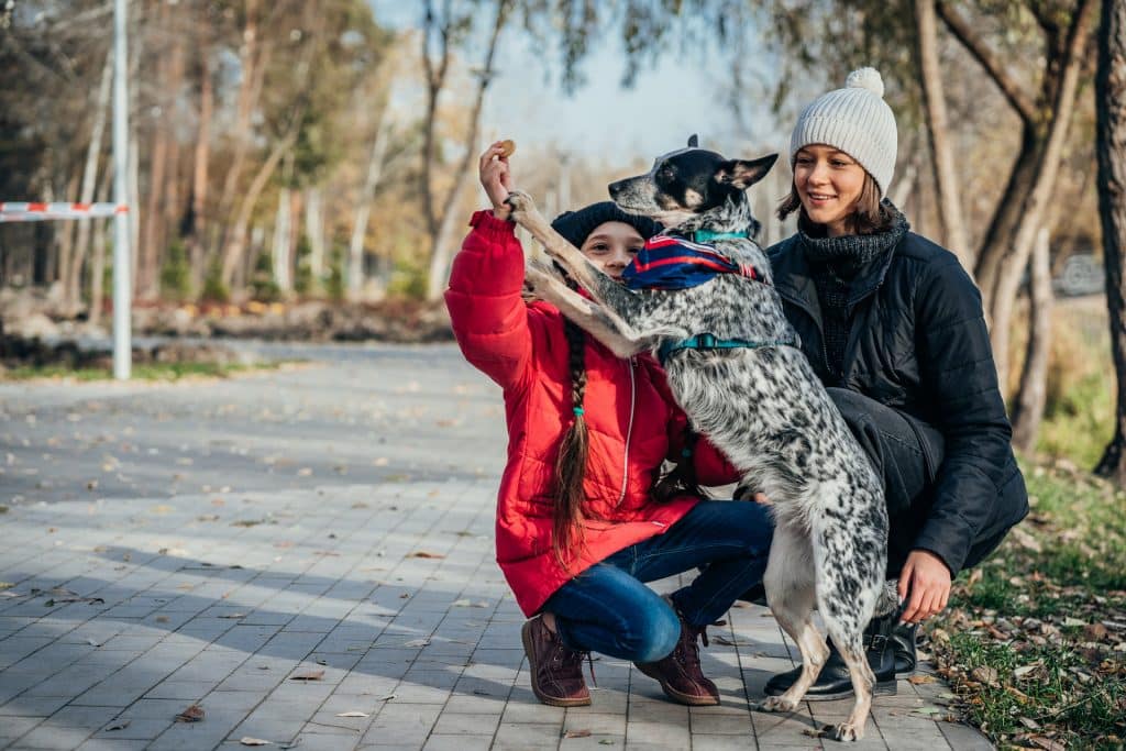 anale klierziekte hond