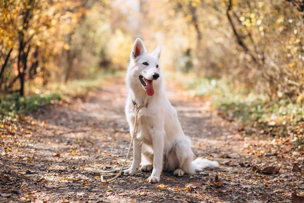 artrose bij honden