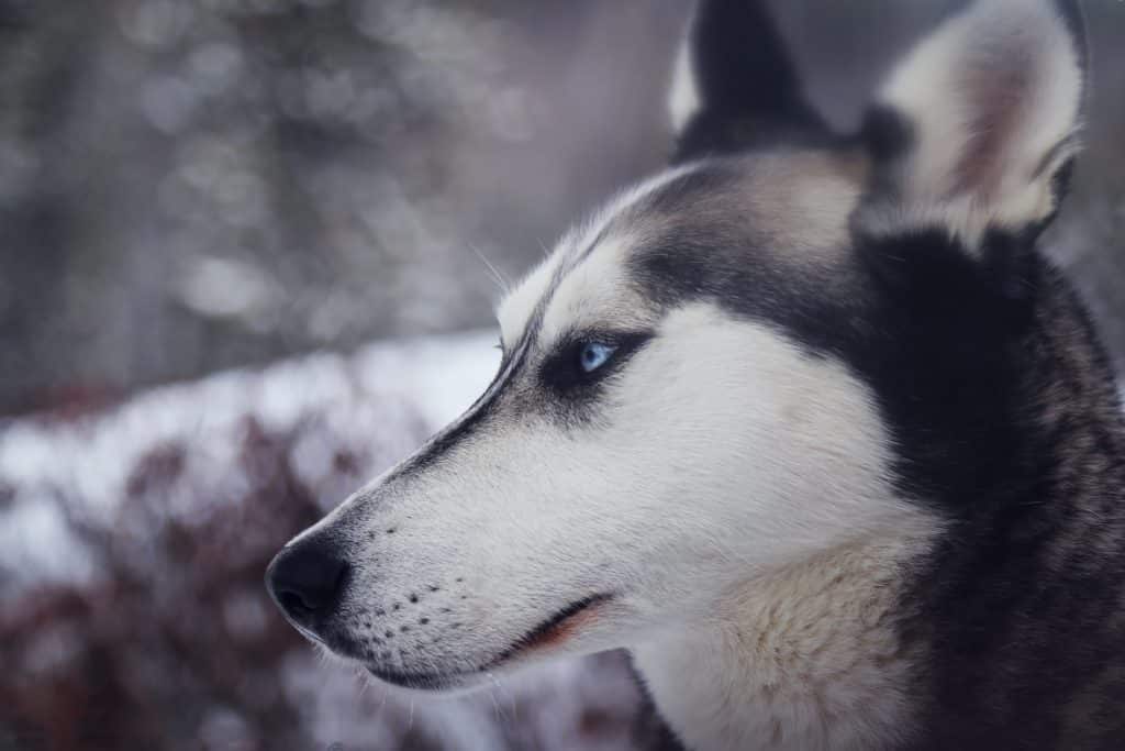 droge ogen hond