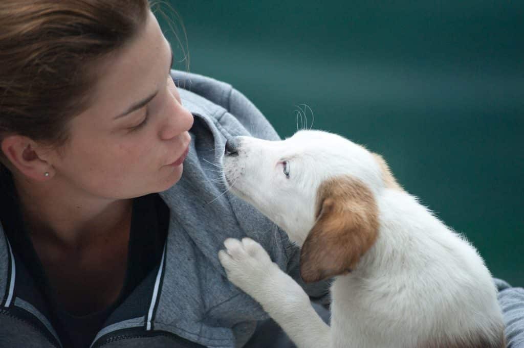 hartwormen bij honden