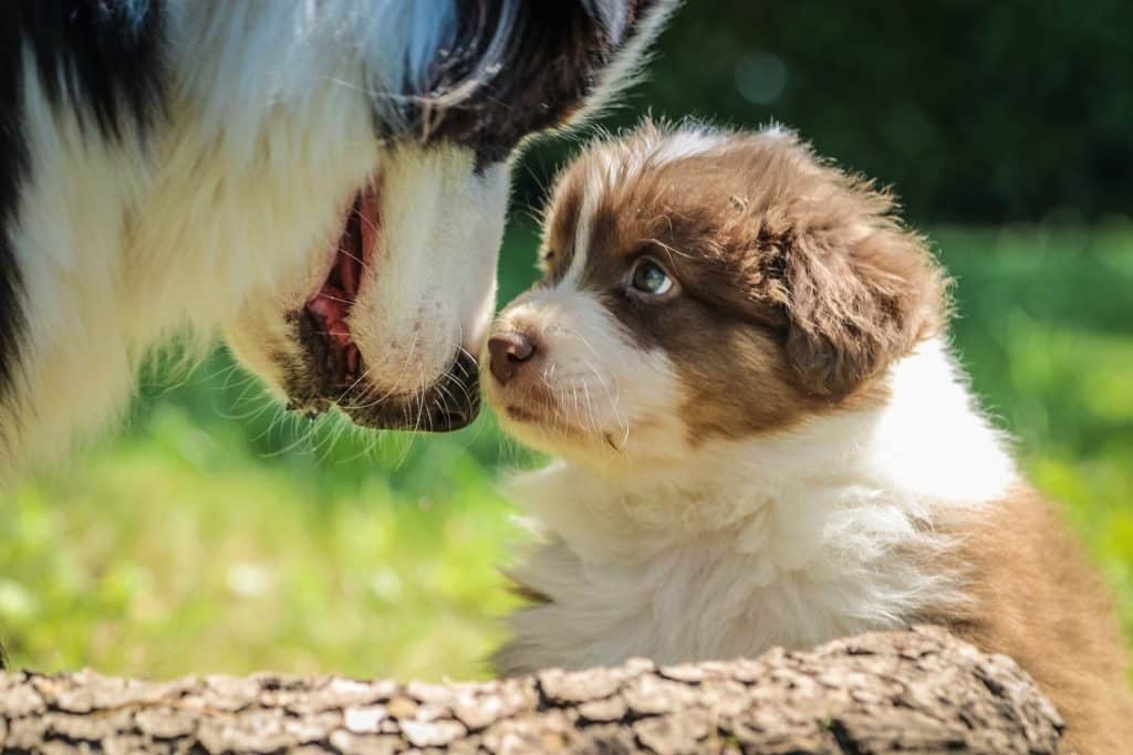 Honden met overgewicht