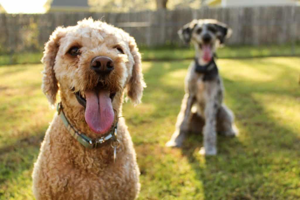 kunnen honden griep krijgen