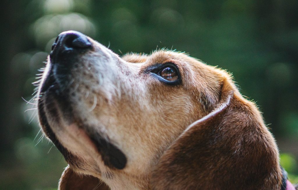 loopneus bij honden