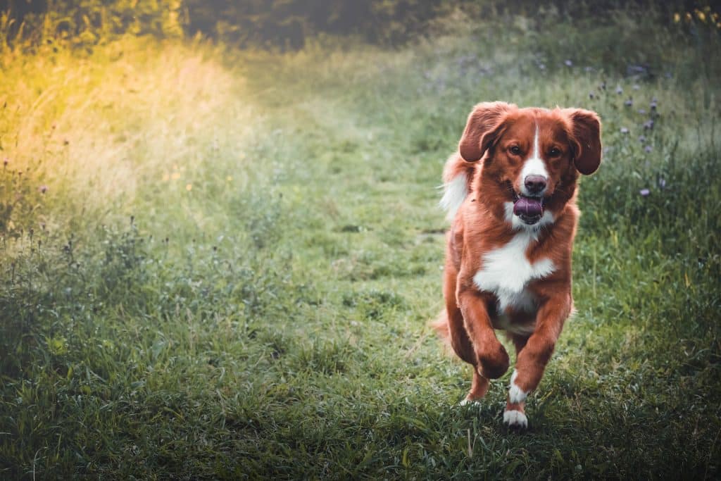 nova scotia duck tolling retriever