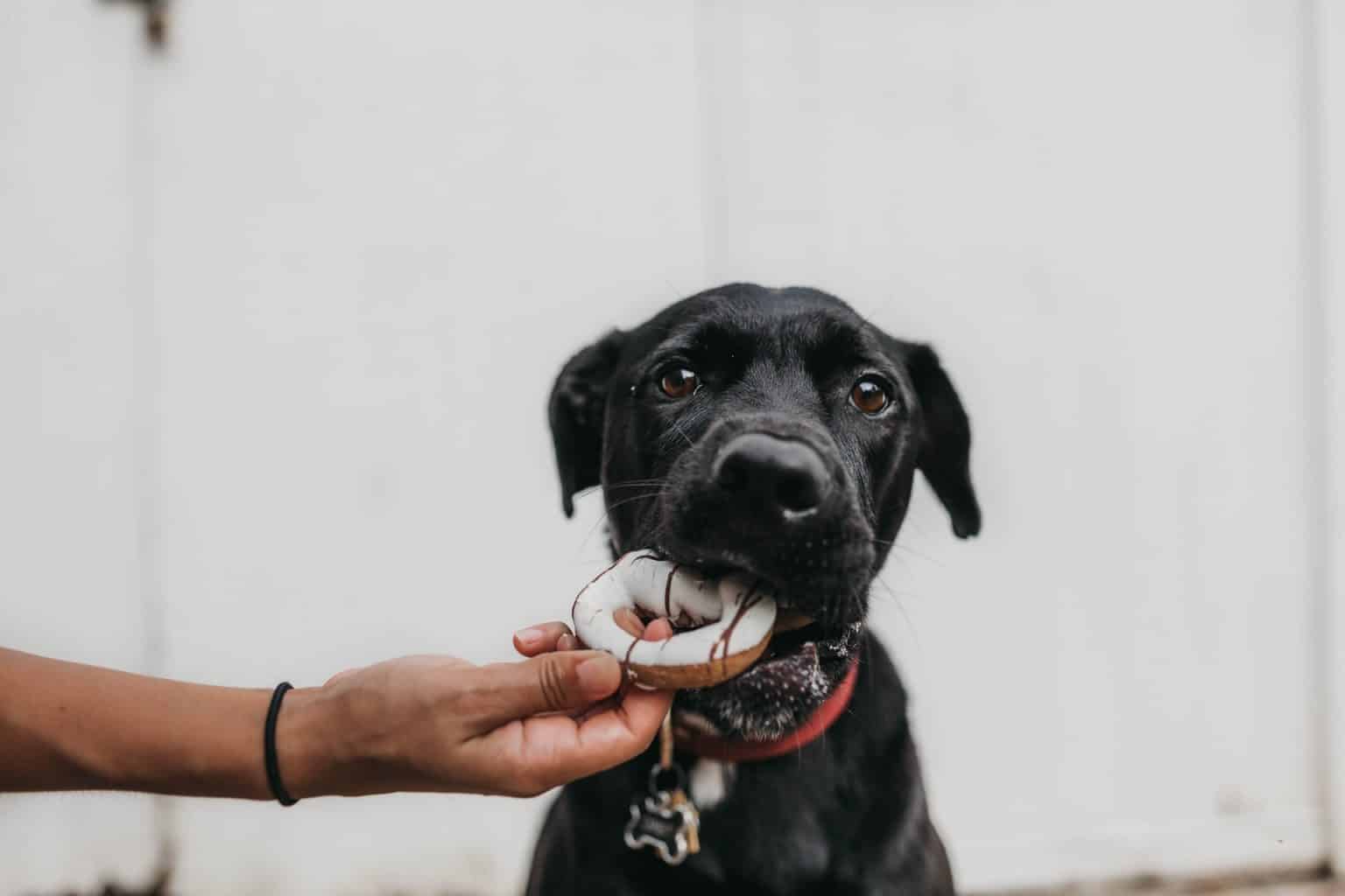 16 dingen die uw hond nooit mag eten Alles over honden
