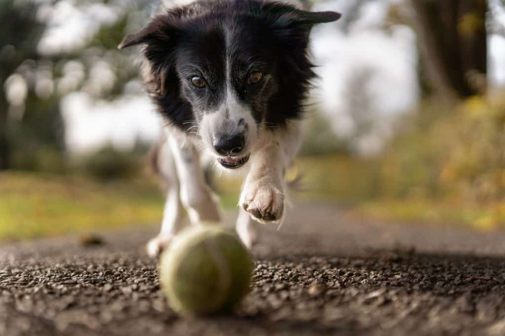 verwondingen bij honden