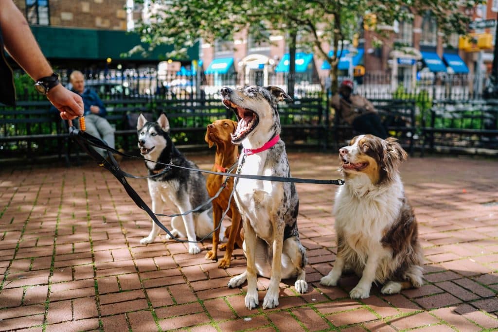 Wormen bij honden