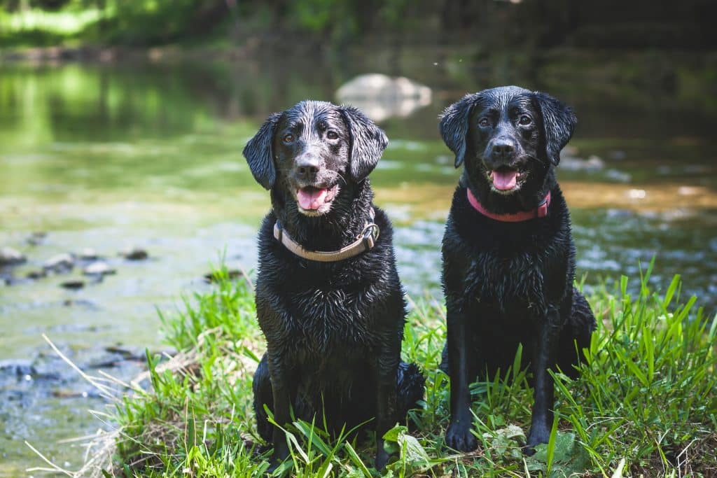 ardennen vakantie met hond