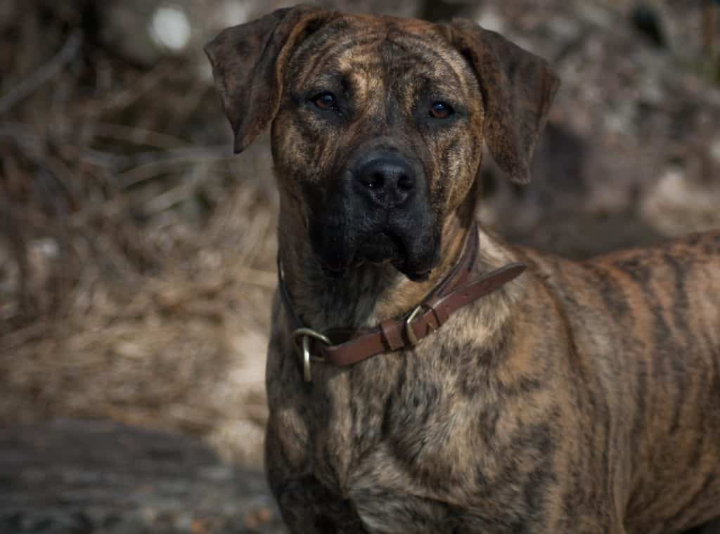 Dogo Canario