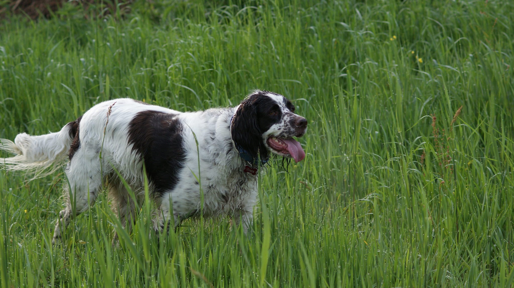 Epagneul Francais - Alles over honden