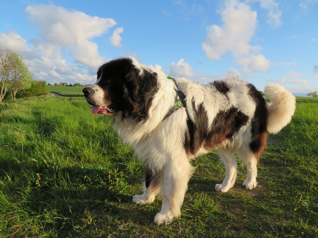 Landseer-hond