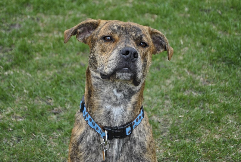 Mountain Cur