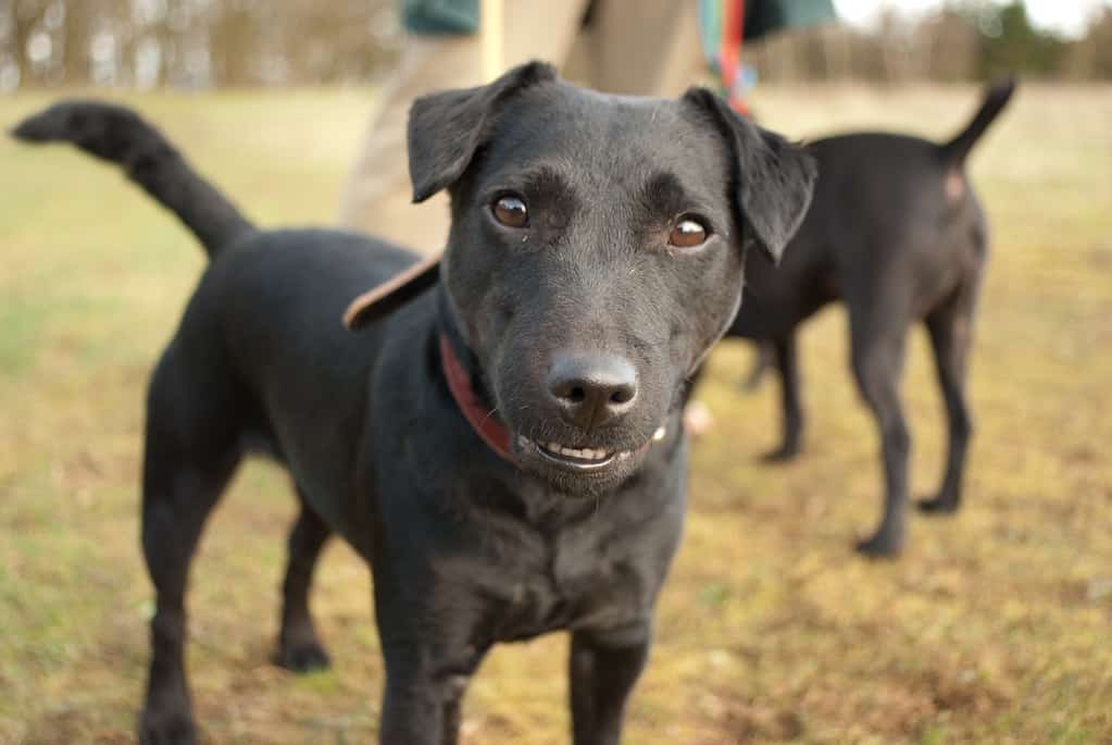 Patterdale Terrier