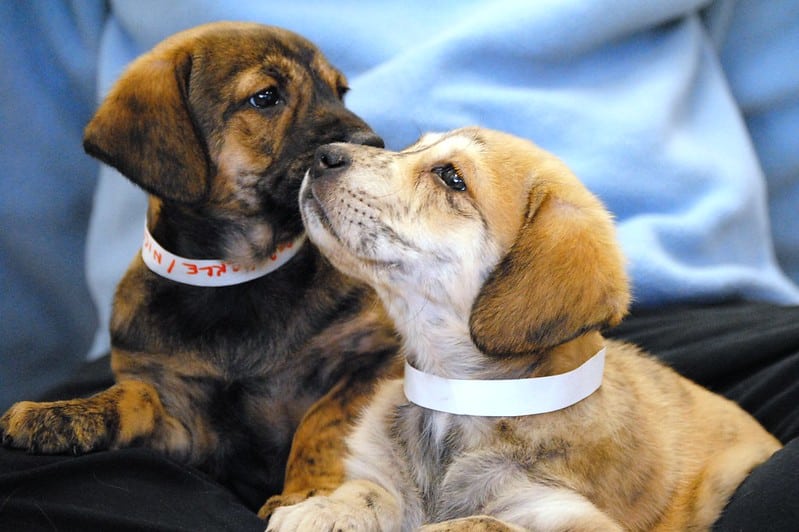 Plott Hound pups