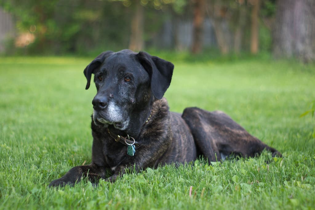 Plott Hound