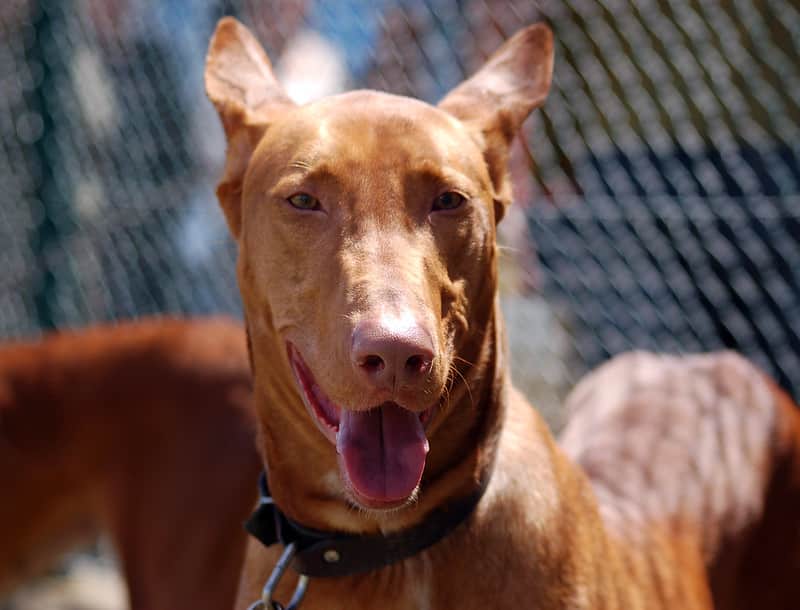 Podenco Canario