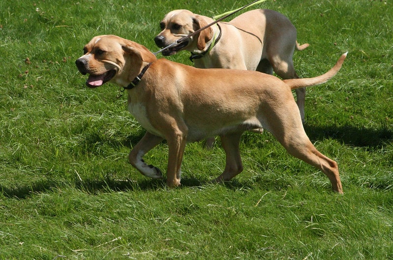 Portugese Pointer karakter