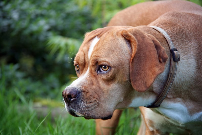 Portugese Pointer