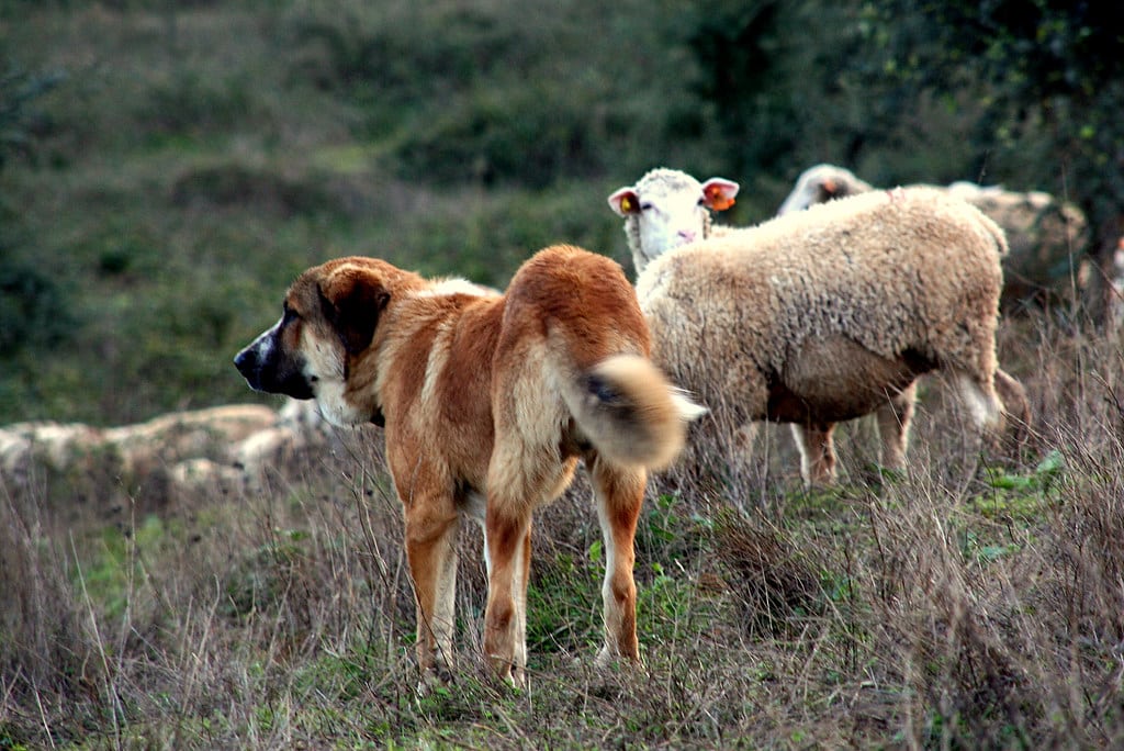 Rafeiro Do Alentejo