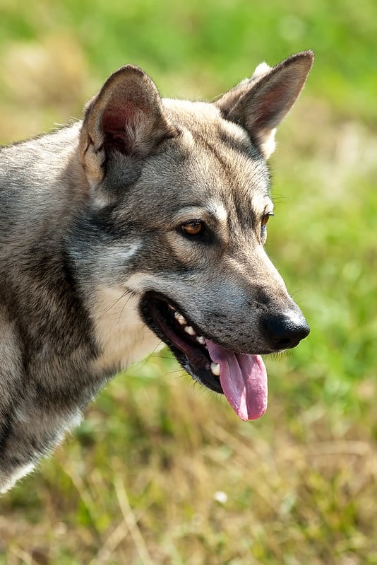 Saarlooswolfhond karakter