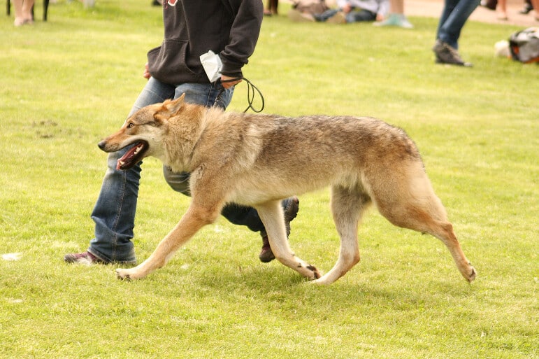 Saarlooswolfhond