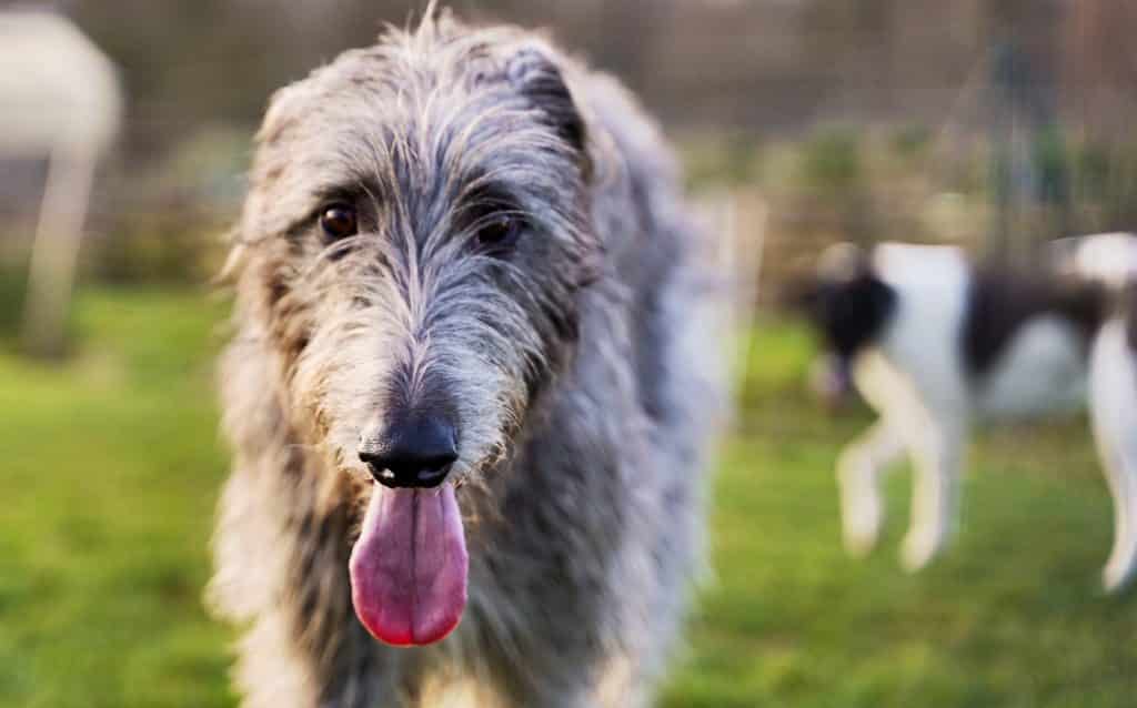 Schotse Deerhound