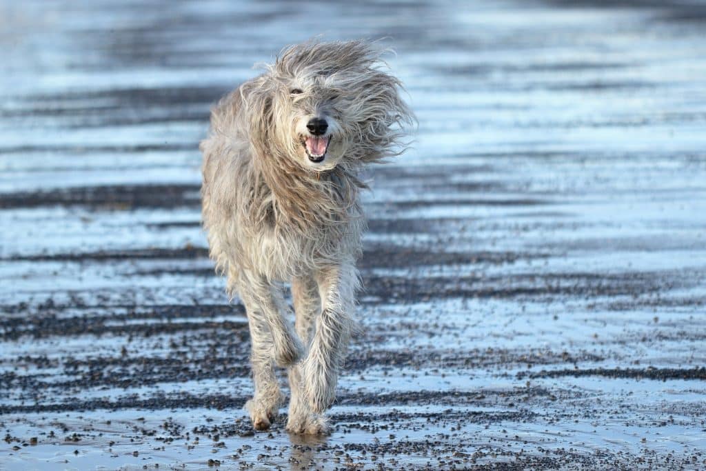 Schotse Deerhound ras