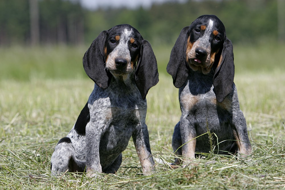 Schweizer Laufhund hond