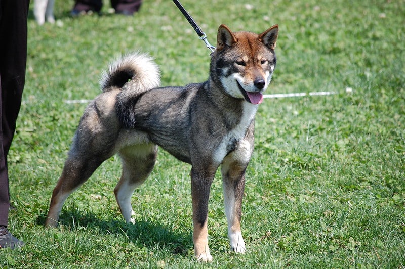 Shikoku Inu