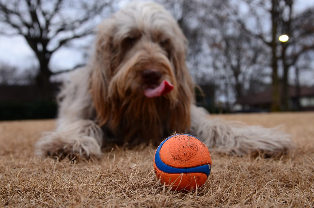 Spinone Italiano karakter