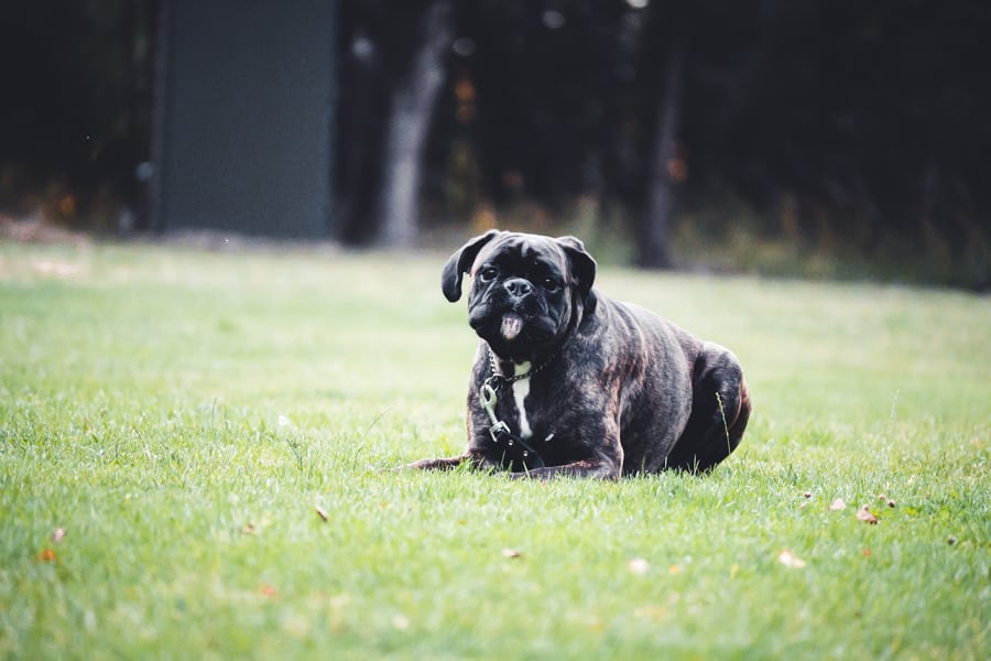 boxer hondenras