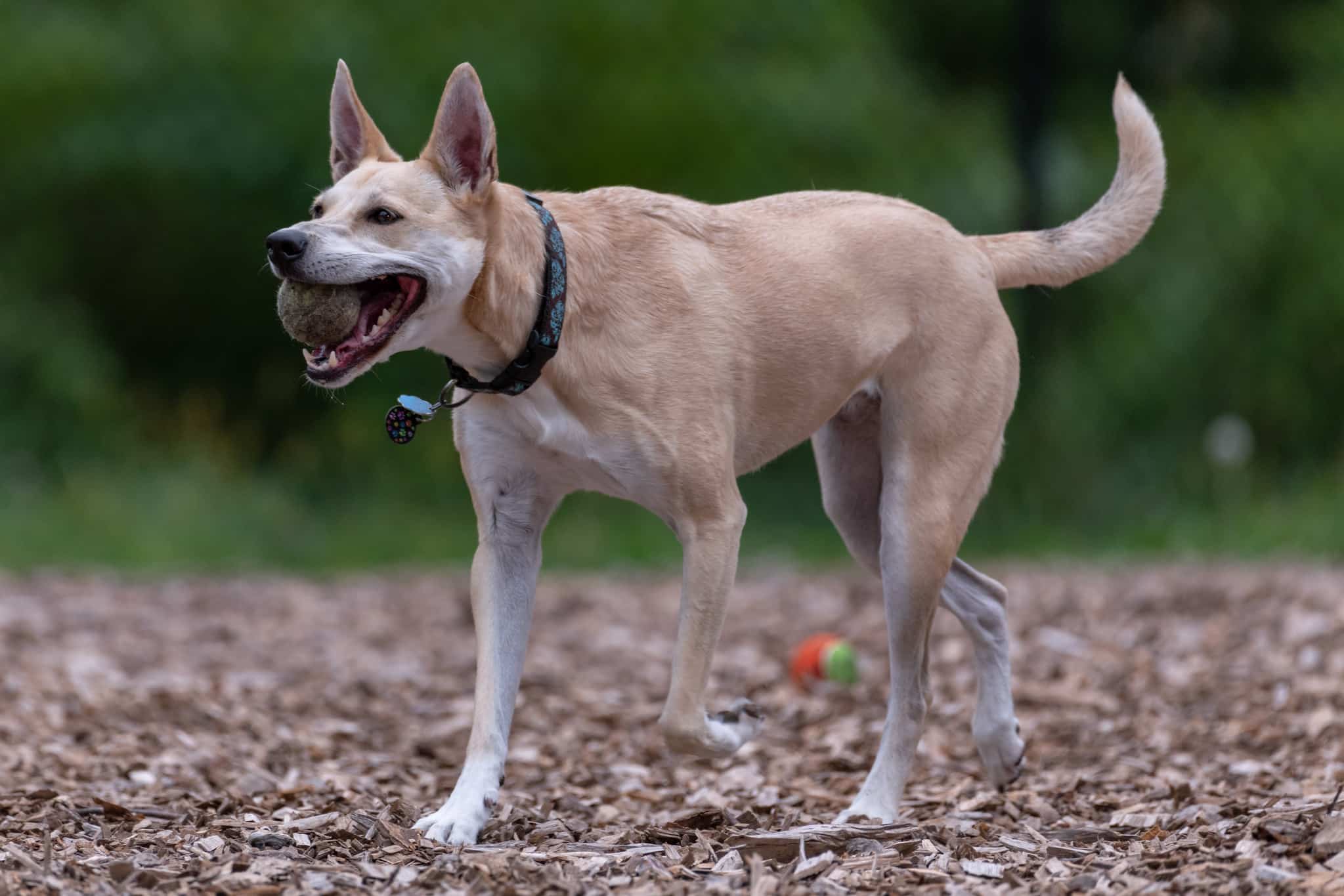 Carolina Dog Alles Over Honden carolina-dog-temperament-lifespan-shedding-puppy