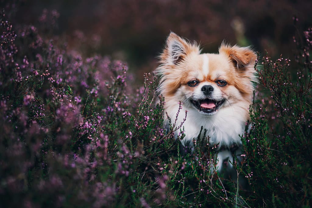 de Tibetaanse spaniel