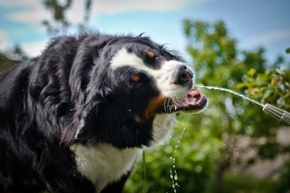 beste drinkfles hond