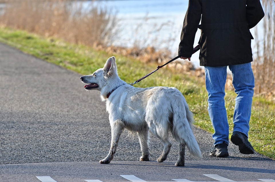 hond mee naar werk