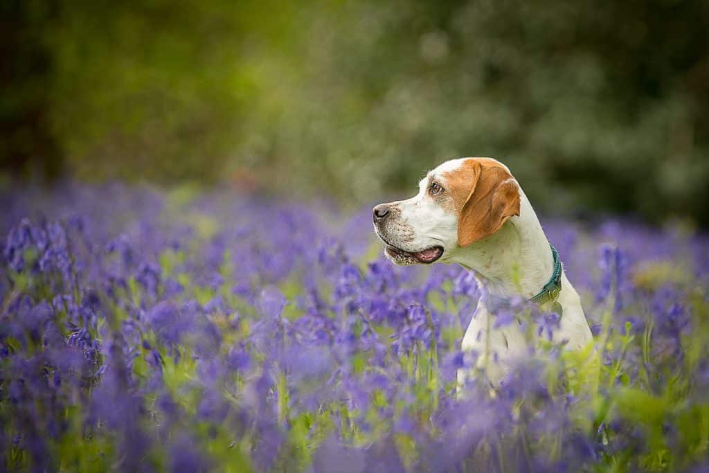 Pointer - Alles over honden 🐶