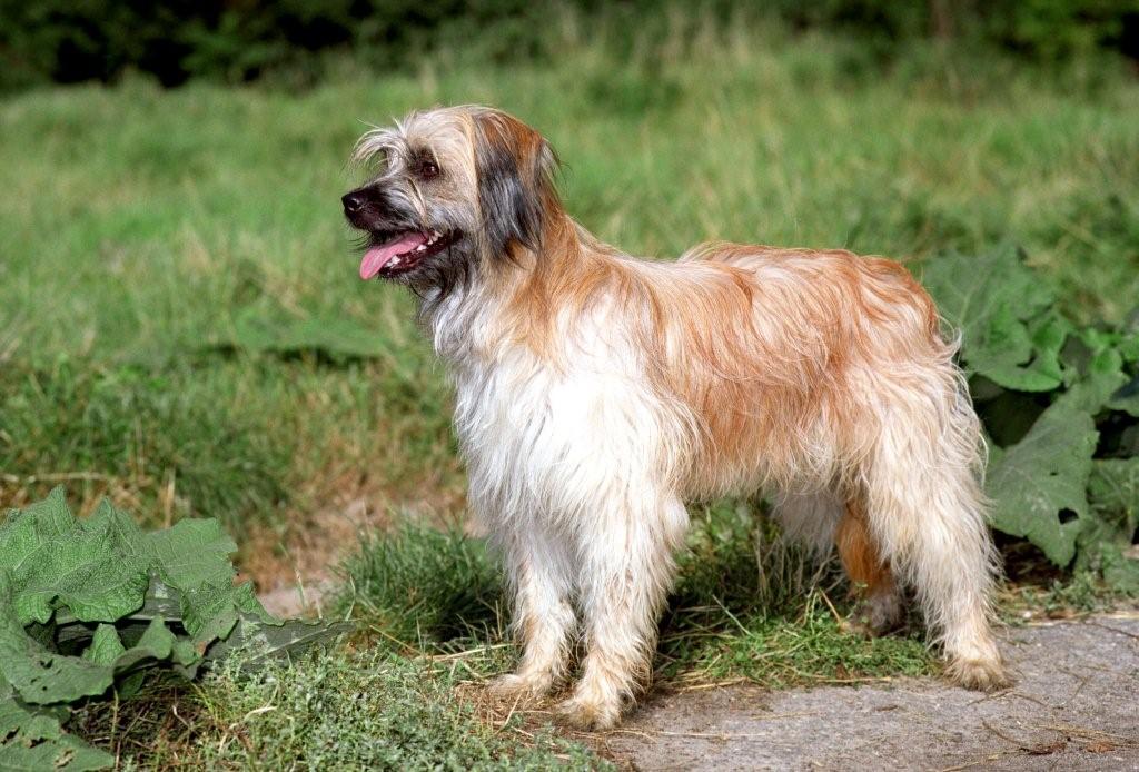 pyreneese herdershond