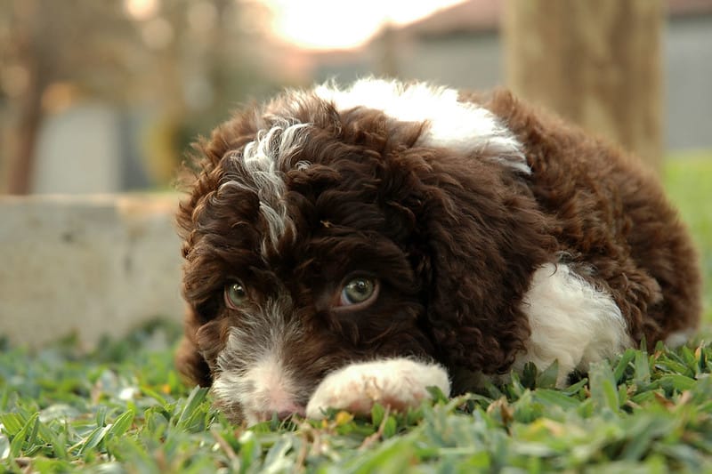 spaanse waterhond pup