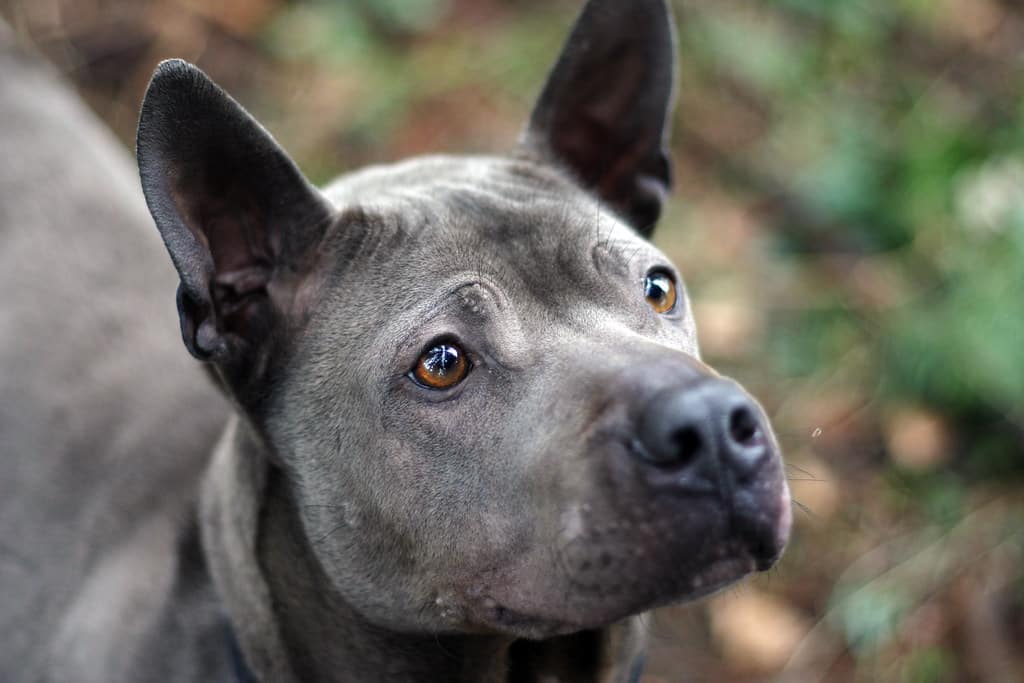 thai ridgeback